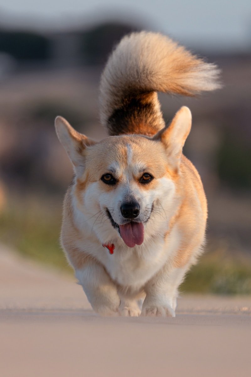 Joyeux chien corgi courant vers la caméra.
