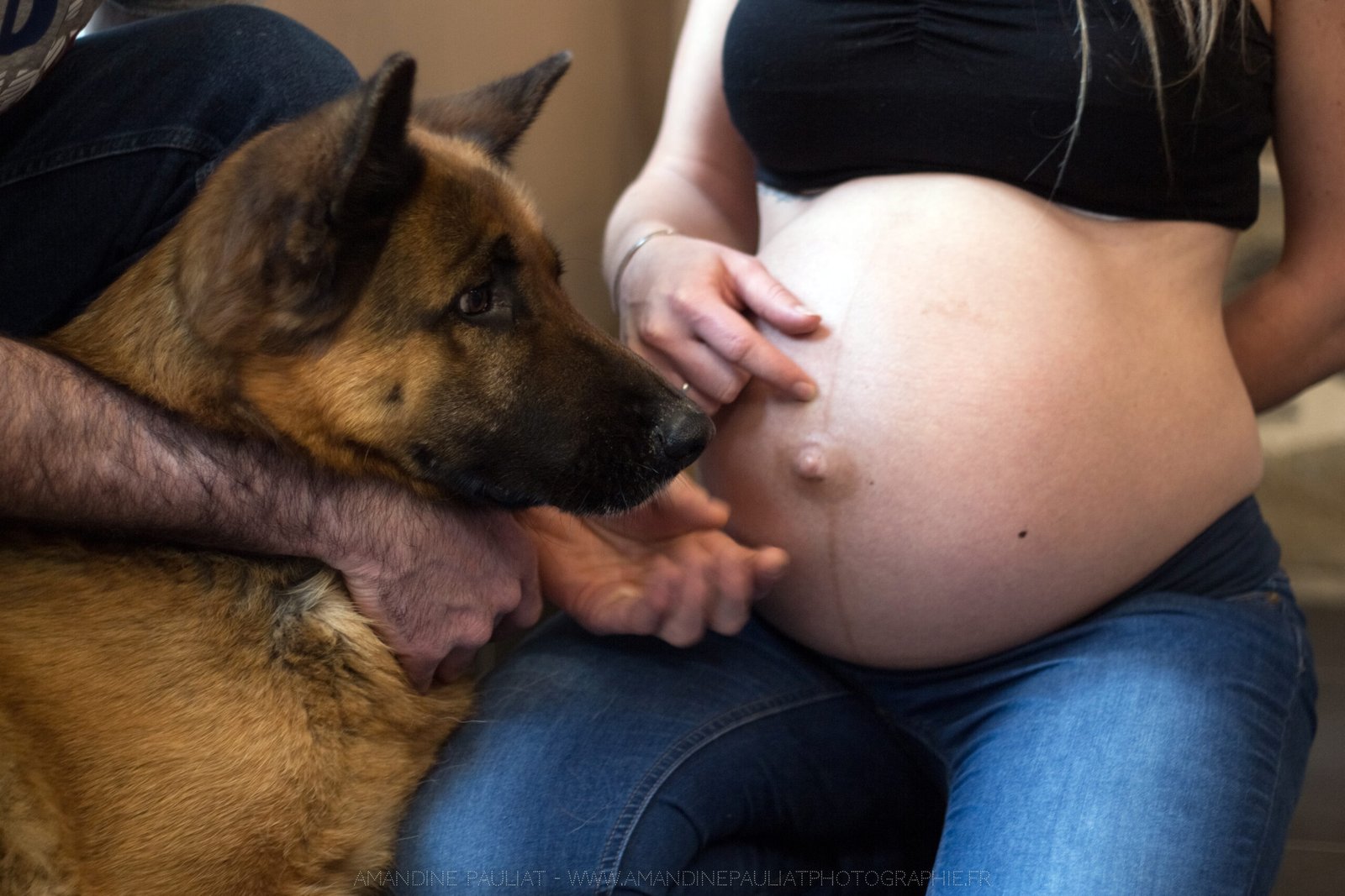 Un chien brun et blanc debout au sommet d'un champ de terre