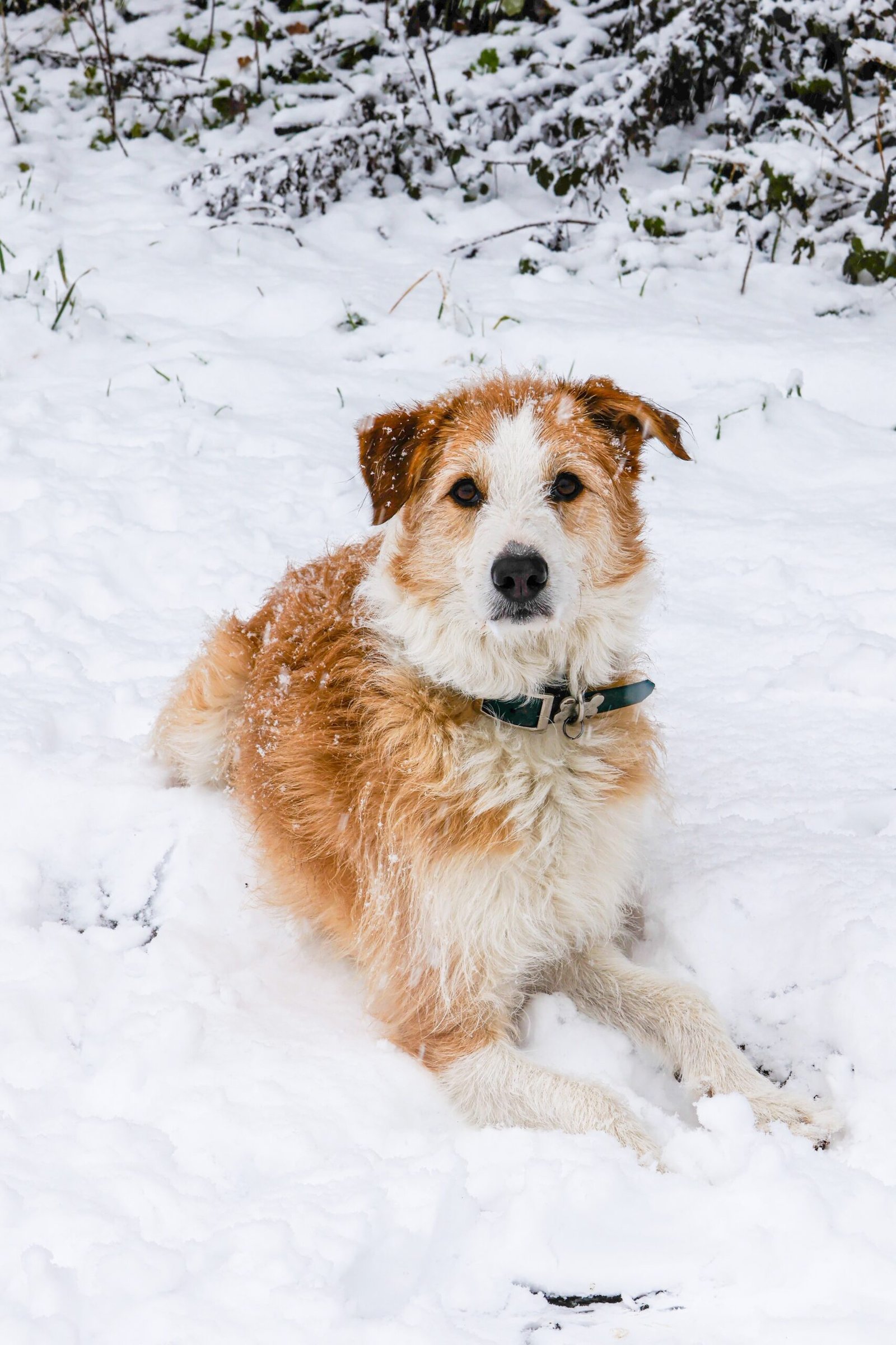 Une femme enceinte et son chien posent au bord d'un lac.