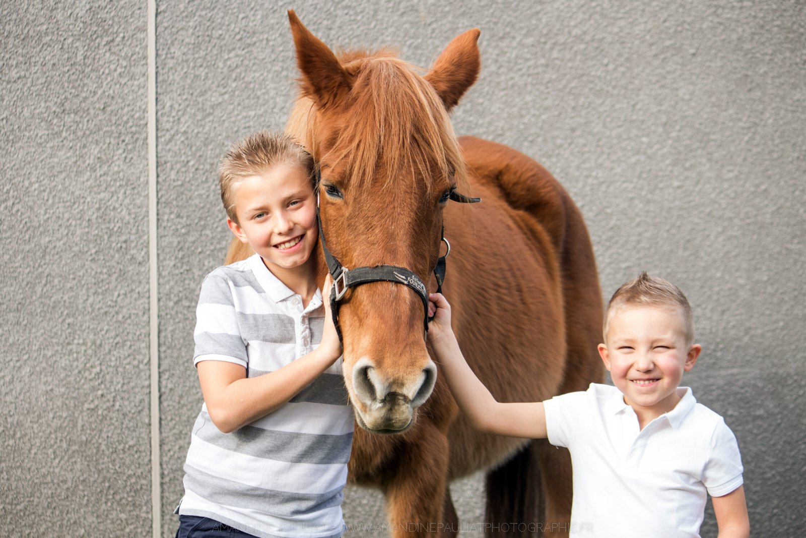 Un chien brun et blanc debout au sommet d'un champ de terre