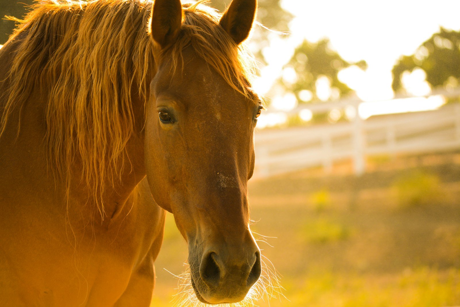 photo d'un cheval brun pendant la journée