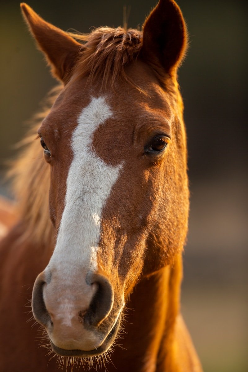 tête de cheval marron et blanc