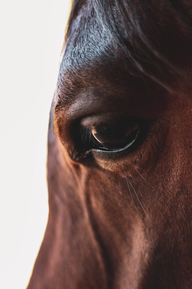 tête de cheval marron en photographie en gros plan