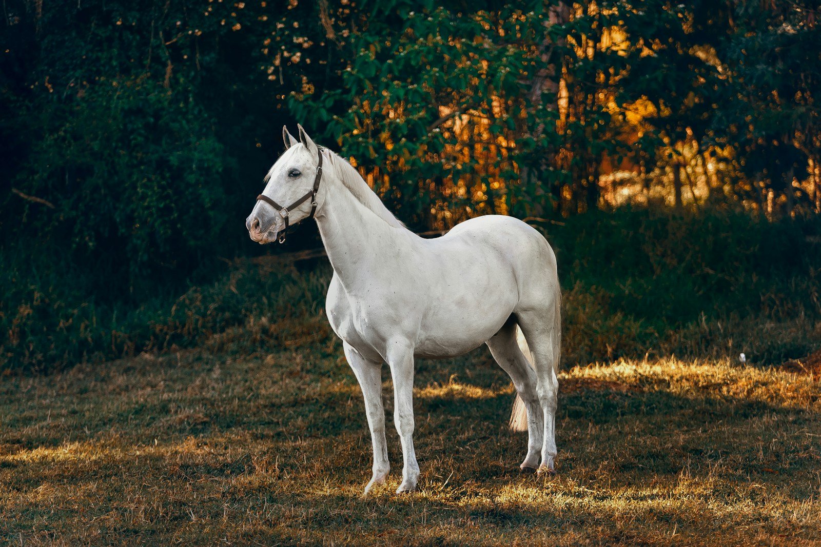 cheval blanc sur forêt