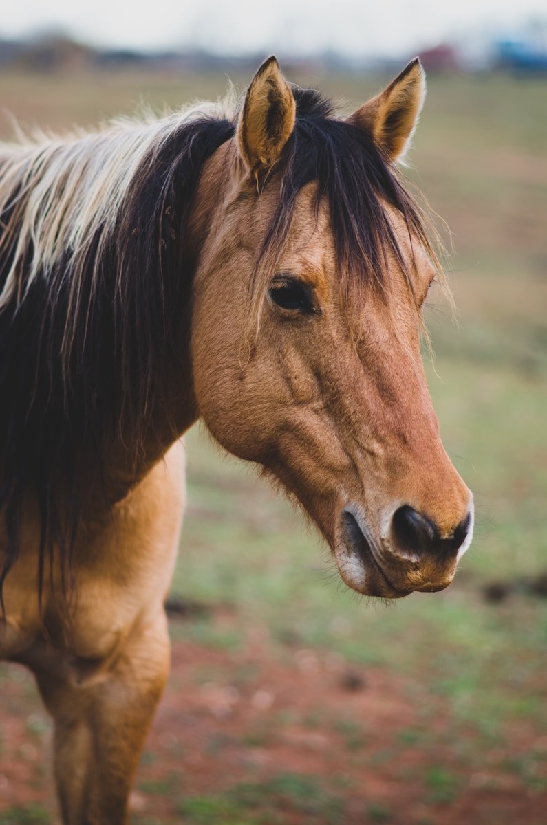 photographie animalière de cheval brun